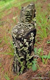 Cerrena unicolor image