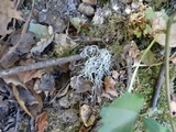 Ramalina pollinaria image
