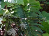 Ramalina pollinaria image