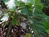 Ramalina pollinaria image