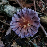 Cortinarius iodes image