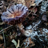 Cortinarius iodes image