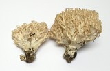 Ramaria strasseri image