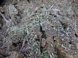Cladonia hammeri image