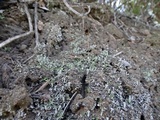 Cladonia hammeri image