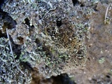 Cladonia hammeri image