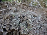 Cladonia hammeri image
