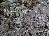 Cladonia hammeri image