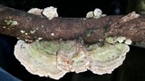 Trametes villosa image
