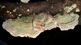 Trametes villosa image