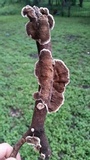 Trametes villosa image