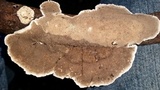 Trametes villosa image