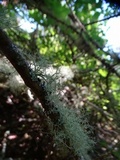 Usnea cornuta image