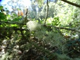 Usnea cornuta image