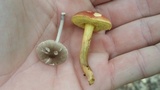 Pluteus cyanopus image