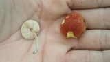 Pluteus cyanopus image