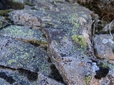 Rhizocarpon lecanorinum image