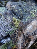 Rhizocarpon lecanorinum image