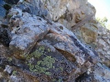 Rhizocarpon lecanorinum image