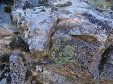 Rhizocarpon lecanorinum image
