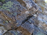 Rhizocarpon lecanorinum image