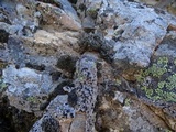 Rhizocarpon lecanorinum image