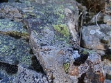 Rhizocarpon lecanorinum image