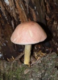 Harrya chromapes image