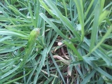 Marasmius curreyi image