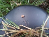 Marasmius curreyi image