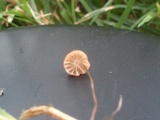 Marasmius curreyi image