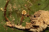 Marasmius delectans image