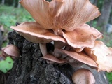 Lentinula boryana image