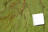 Crinipellis setipes image
