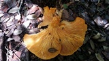 Omphalotus subilludens image