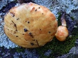 Suillus americanus image