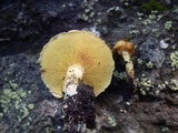 Suillus americanus image