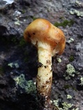 Suillus americanus image