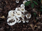 Lactarius piperatus image