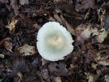 Russula parvovirescens image