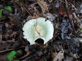 Russula parvovirescens image
