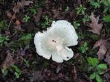 Russula parvovirescens image
