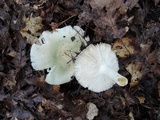 Russula parvovirescens image