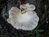 Pleurotus populinus image