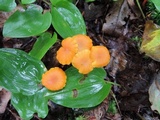 Hygrocybe reidii image