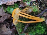 Hygrocybe reidii image