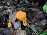 Hygrocybe reidii image