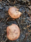 Suillus lakei image