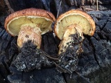 Suillus lakei image