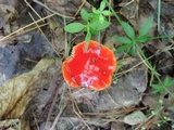 Hygrocybe acutoconica image